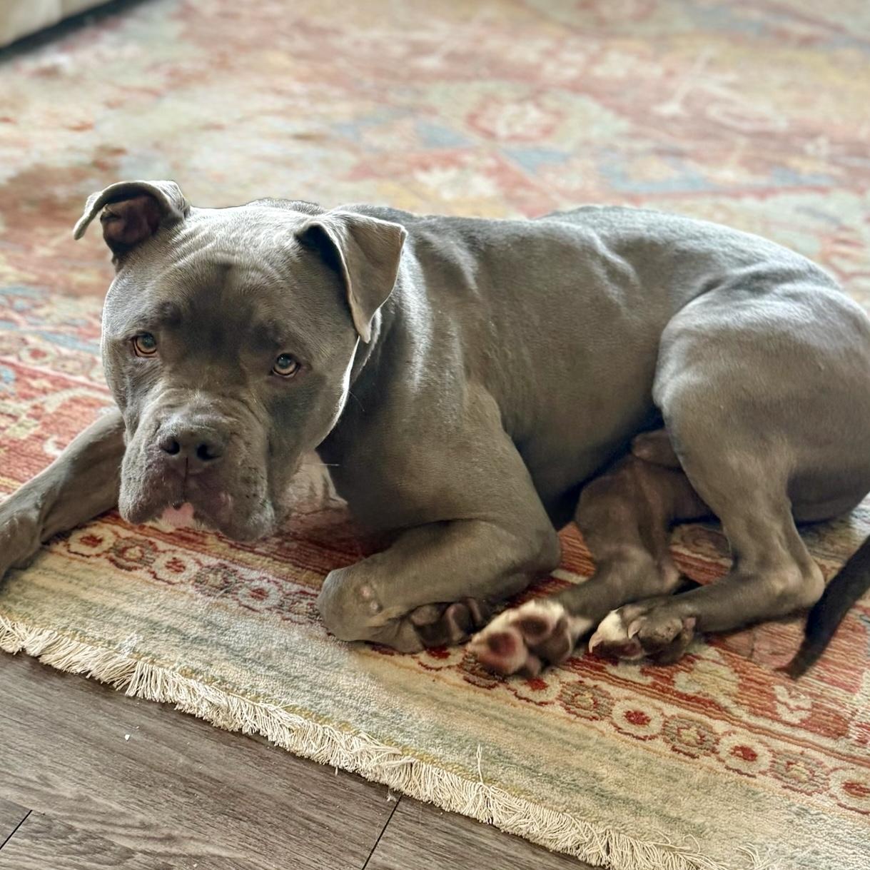 Enlarge Max, a ADOPTABLE mixed breed in Mead, CO image 2/6