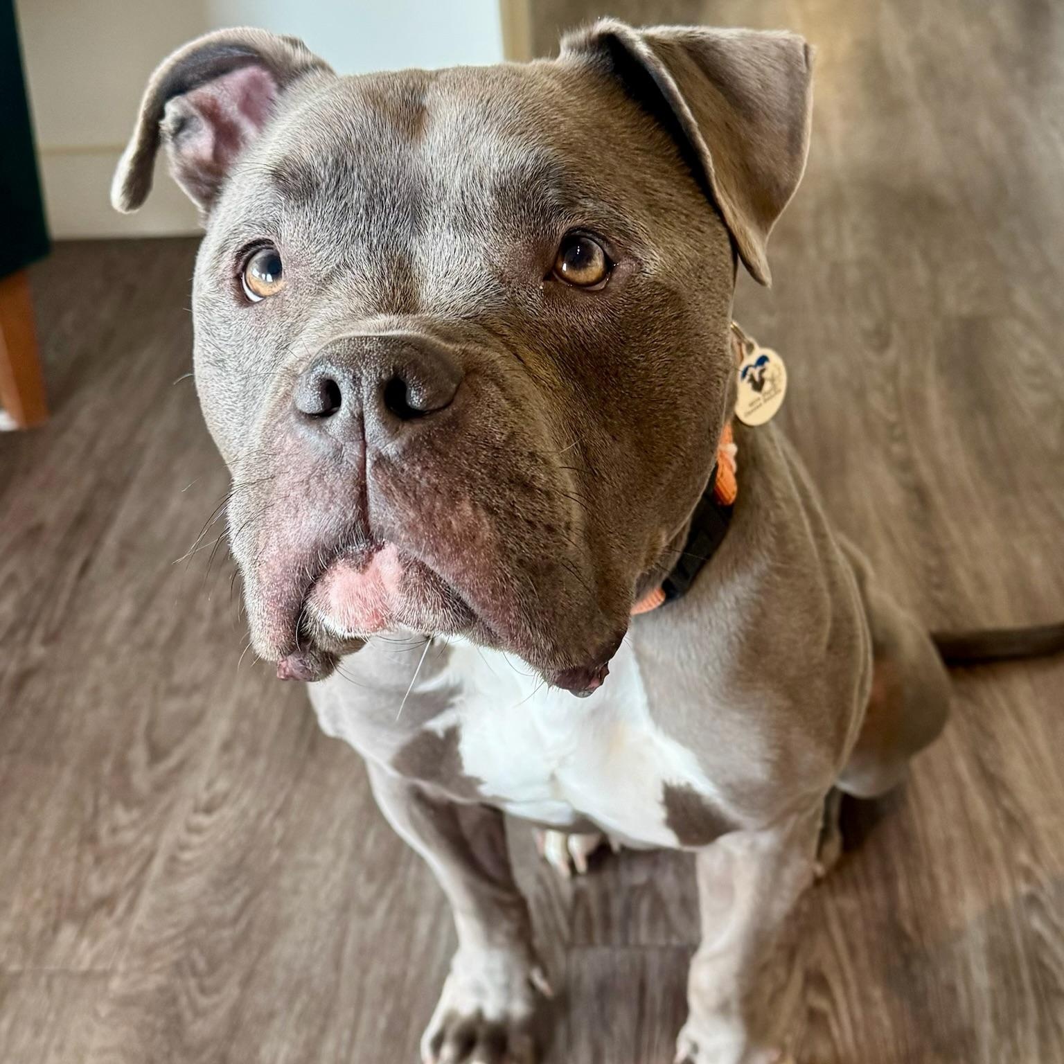 Enlarge Max, a ADOPTABLE mixed breed in Mead, CO image 4/6