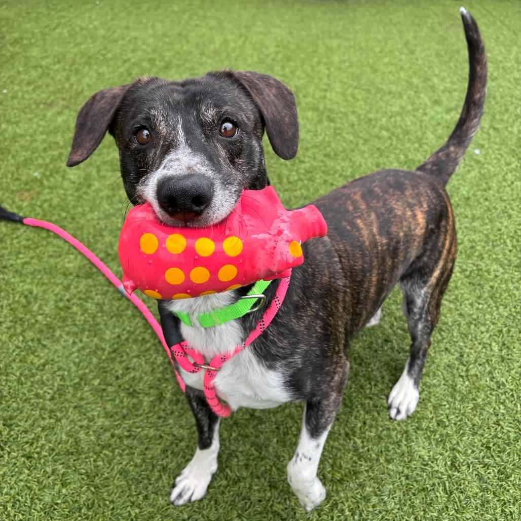 Enlarge Rocko, a Adoptable Mixed Breed in Washington Township, OH image 3/6