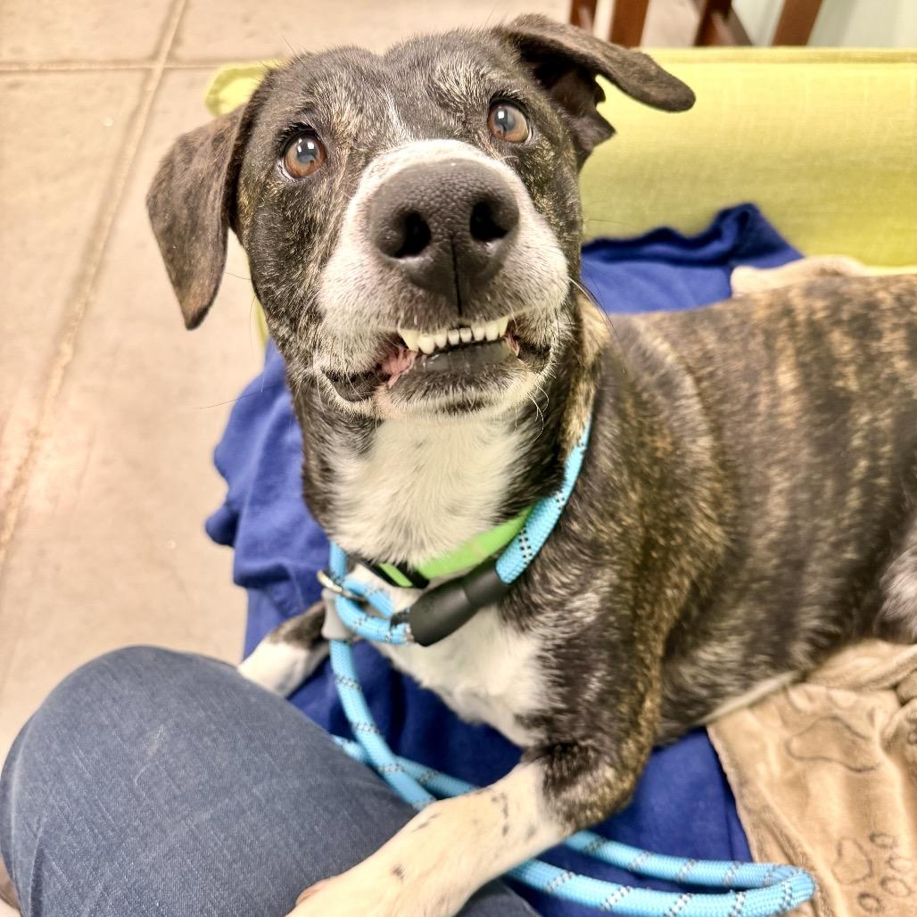Enlarge Rocko, a Adoptable Mixed Breed in Washington Township, OH image 4/6