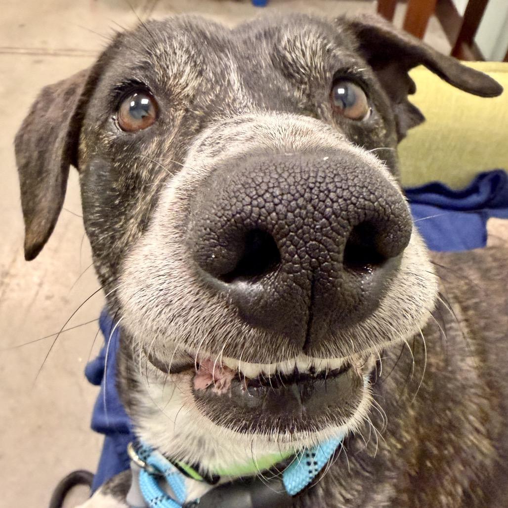 Enlarge Rocko, a Adoptable Mixed Breed in Washington Township, OH image 5/6