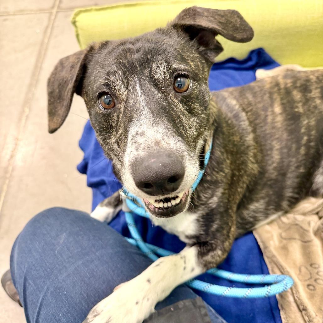 Enlarge Rocko, a Adoptable Mixed Breed in Washington Township, OH image 6/6