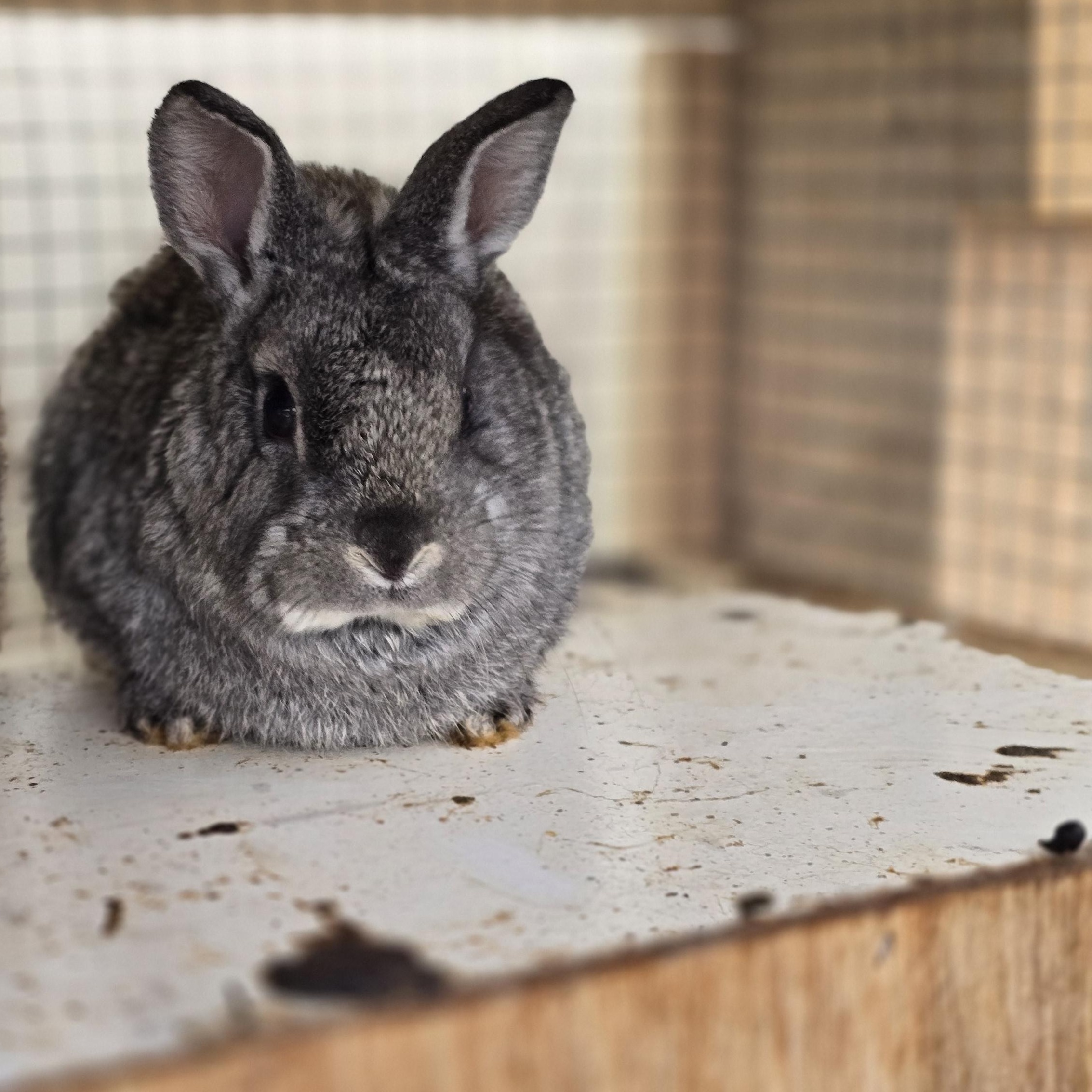 Chili, ADOPTABLE, Baby Male Lionhead.