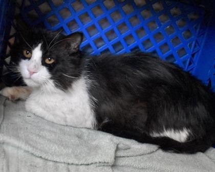 Enlarge Abbott, a Adoptable Domestic Short Hair in West Seneca, NY image 1/3
