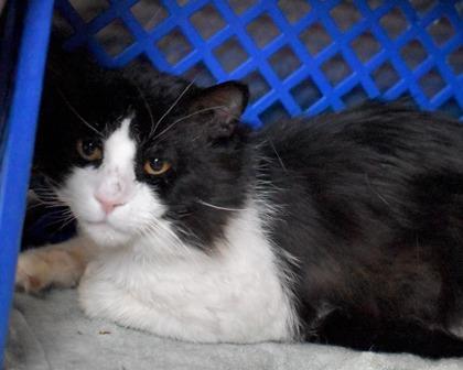 Enlarge Abbott, a Adoptable Domestic Short Hair in West Seneca, NY image 2/3