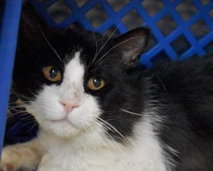 Enlarge Abbott, a Adoptable Domestic Short Hair in West Seneca, NY image 3/3