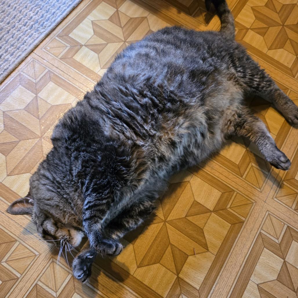 Woody, a Adoptable Domestic Short Hair in Rochester, MN image 1/2