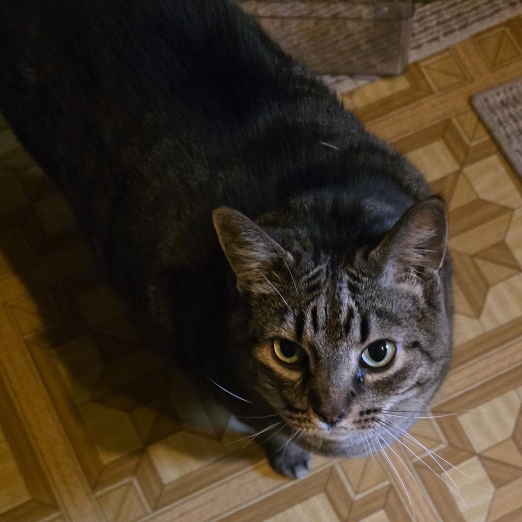 Woody, a Adoptable Domestic Short Hair in Rochester, MN image 2/2