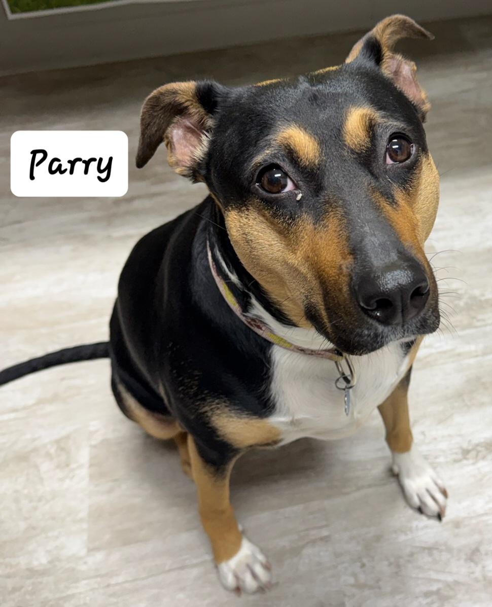 Parry, adoptable, Adult Female German Shepherd Dog.