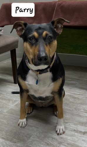 Parry, an adoptable mixed breed in Urbana, OH image 2/2