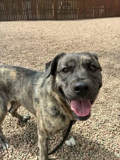 Enlarge Louise, a Adoptable mixed breed in Aurora, CO image 1/1