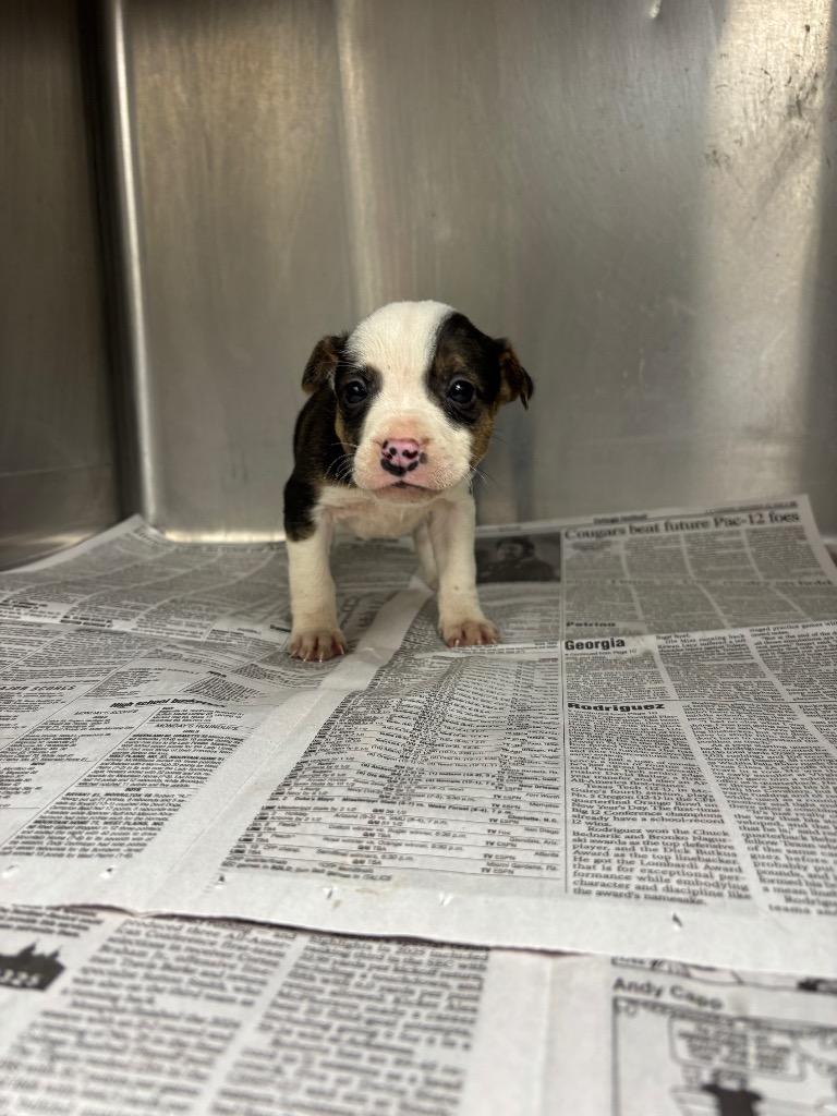 Susi, Adoptable, Puppy Female Catahoula Leopard Dog & Boxer.