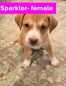Glory - Americana Litter, adopted, Young Female Yellow Labrador Retriever.