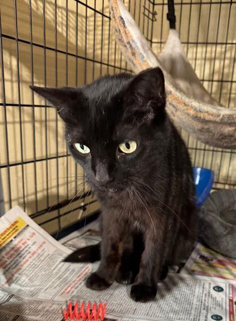 Miss Kitty — thumbnail 2