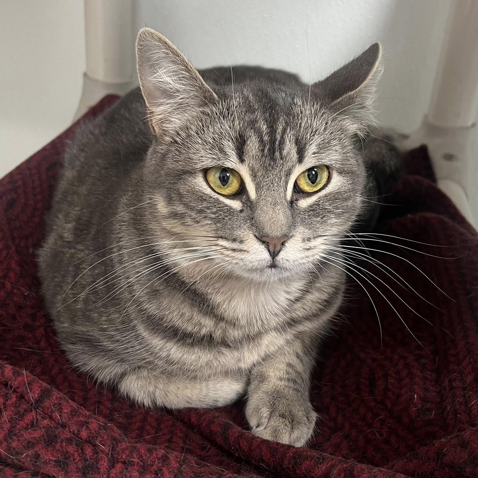 Enlarge Joplin, a Adoptable Tabby in Albany, NY image 6/6