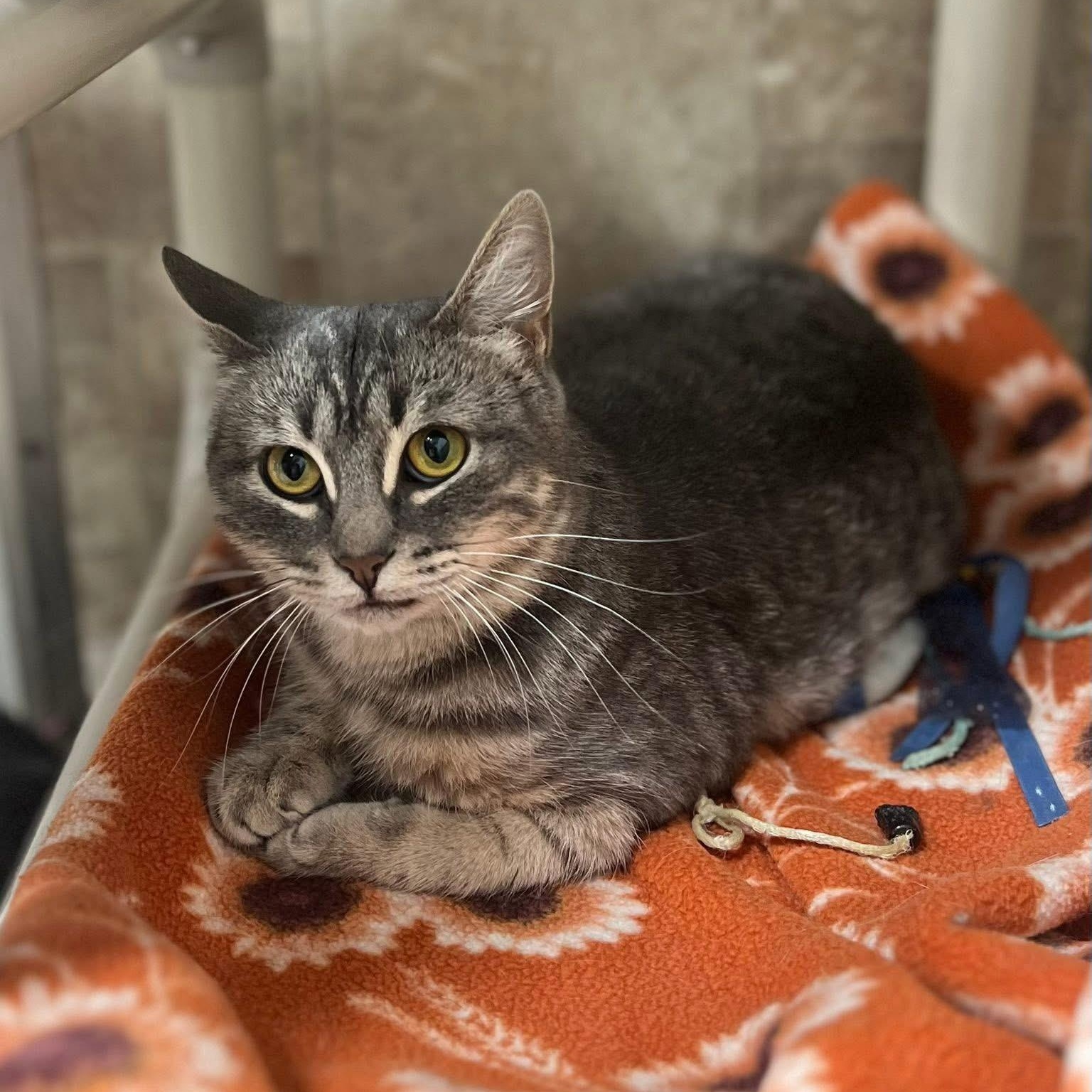 Enlarge Joplin, a Adoptable Tabby in Albany, NY image 1/6