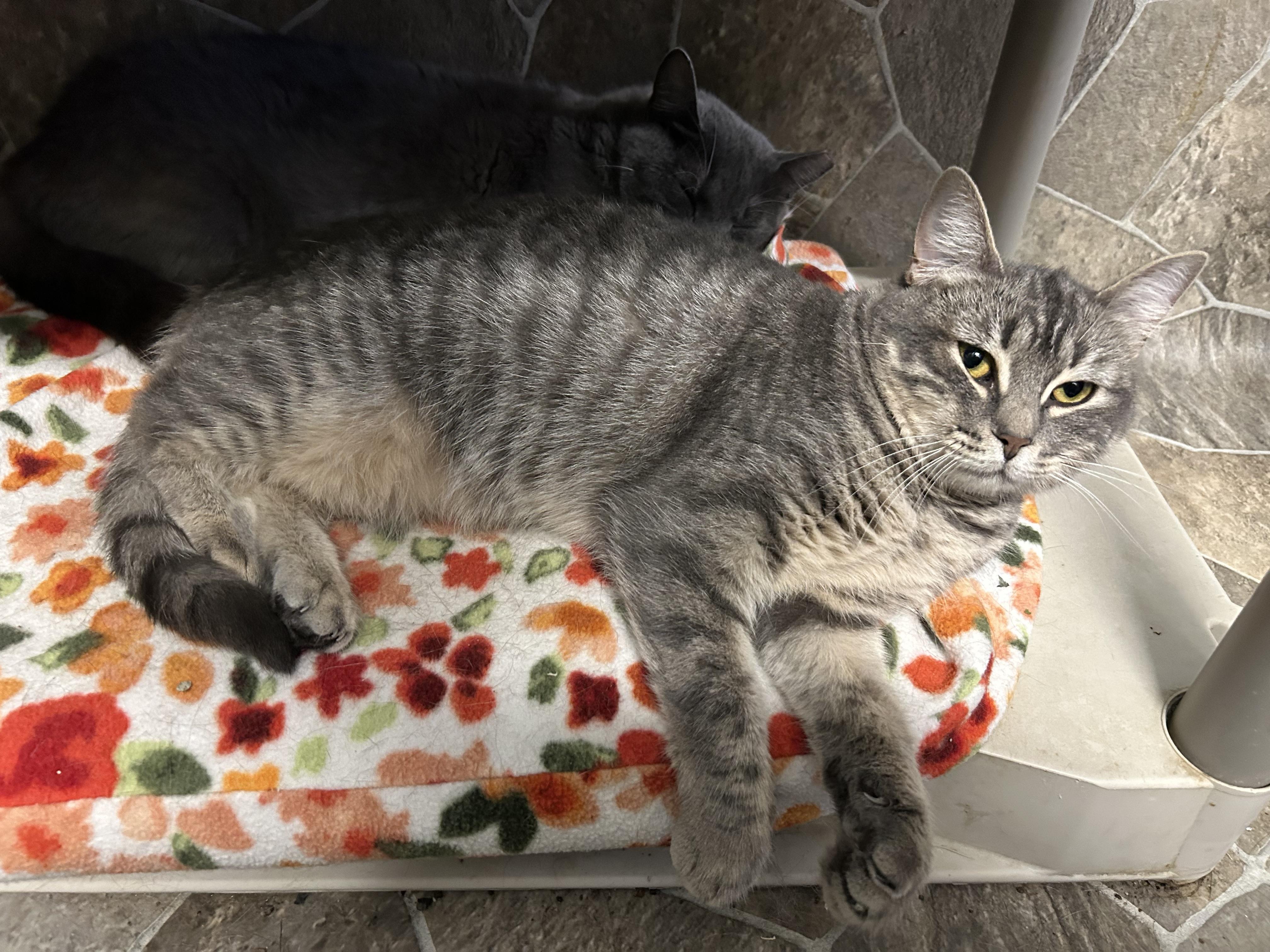 Joplin — thumbnail 3