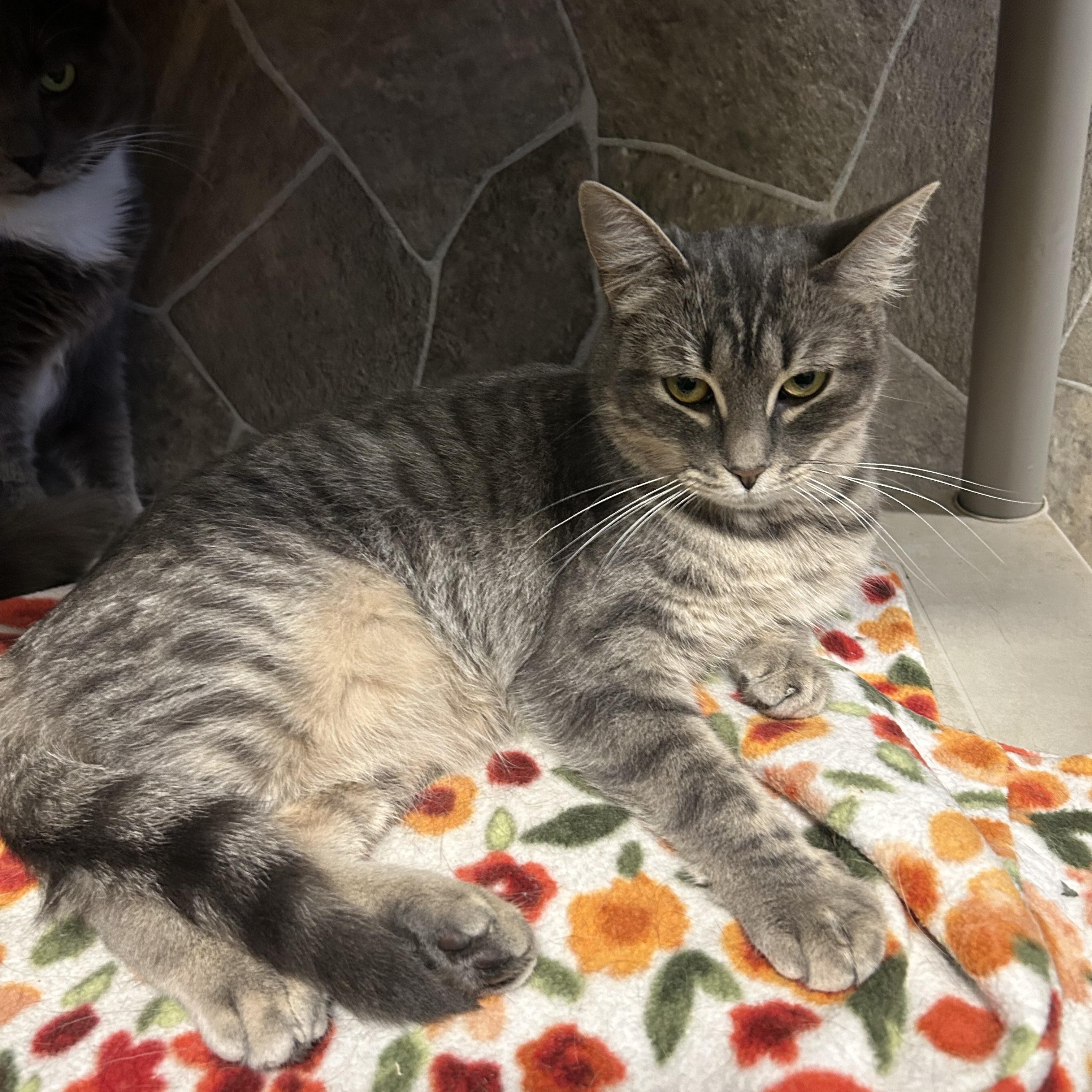 Enlarge Joplin, a Adoptable Tabby in Albany, NY image 3/6