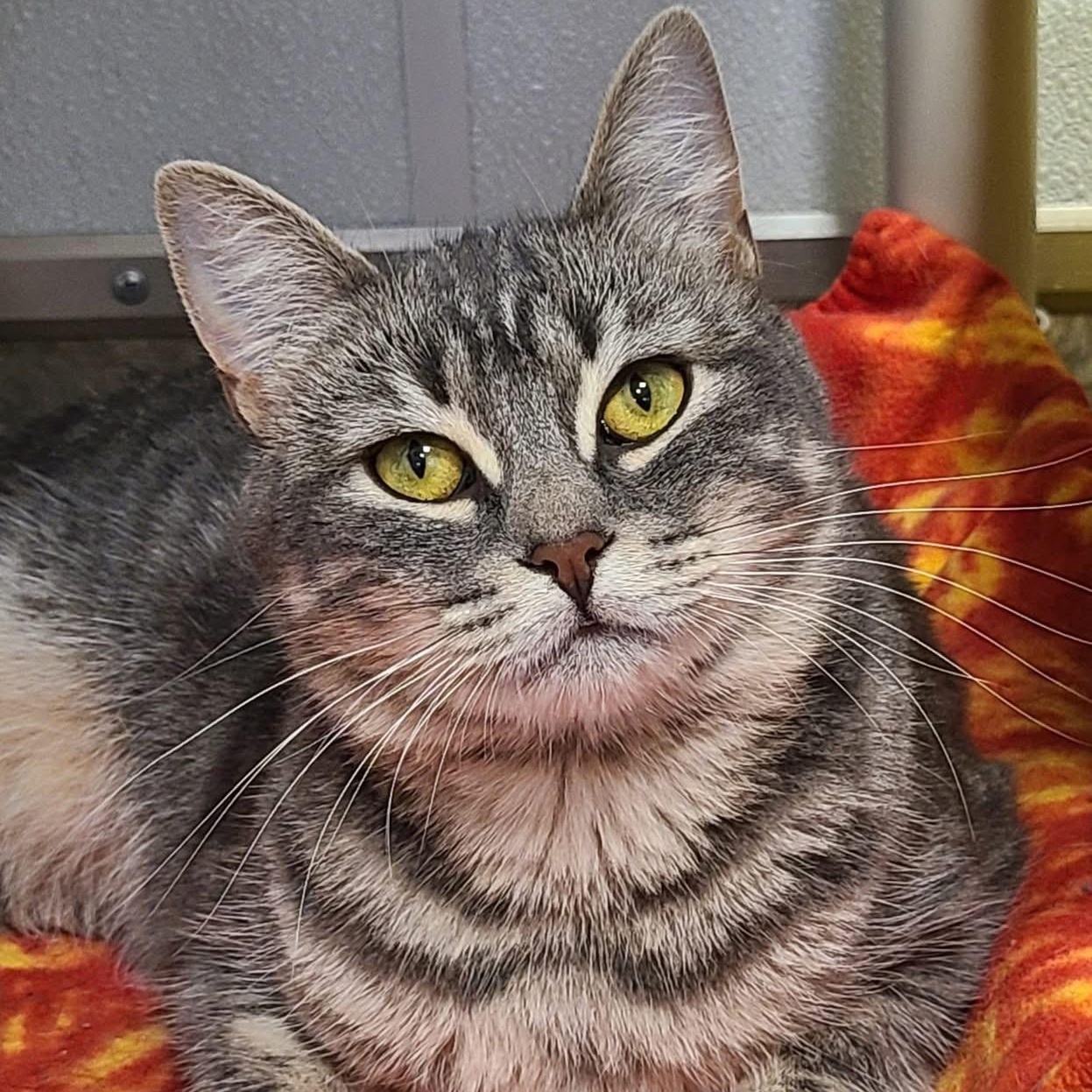 Enlarge Joplin, a Adoptable Tabby in Albany, NY image 4/6