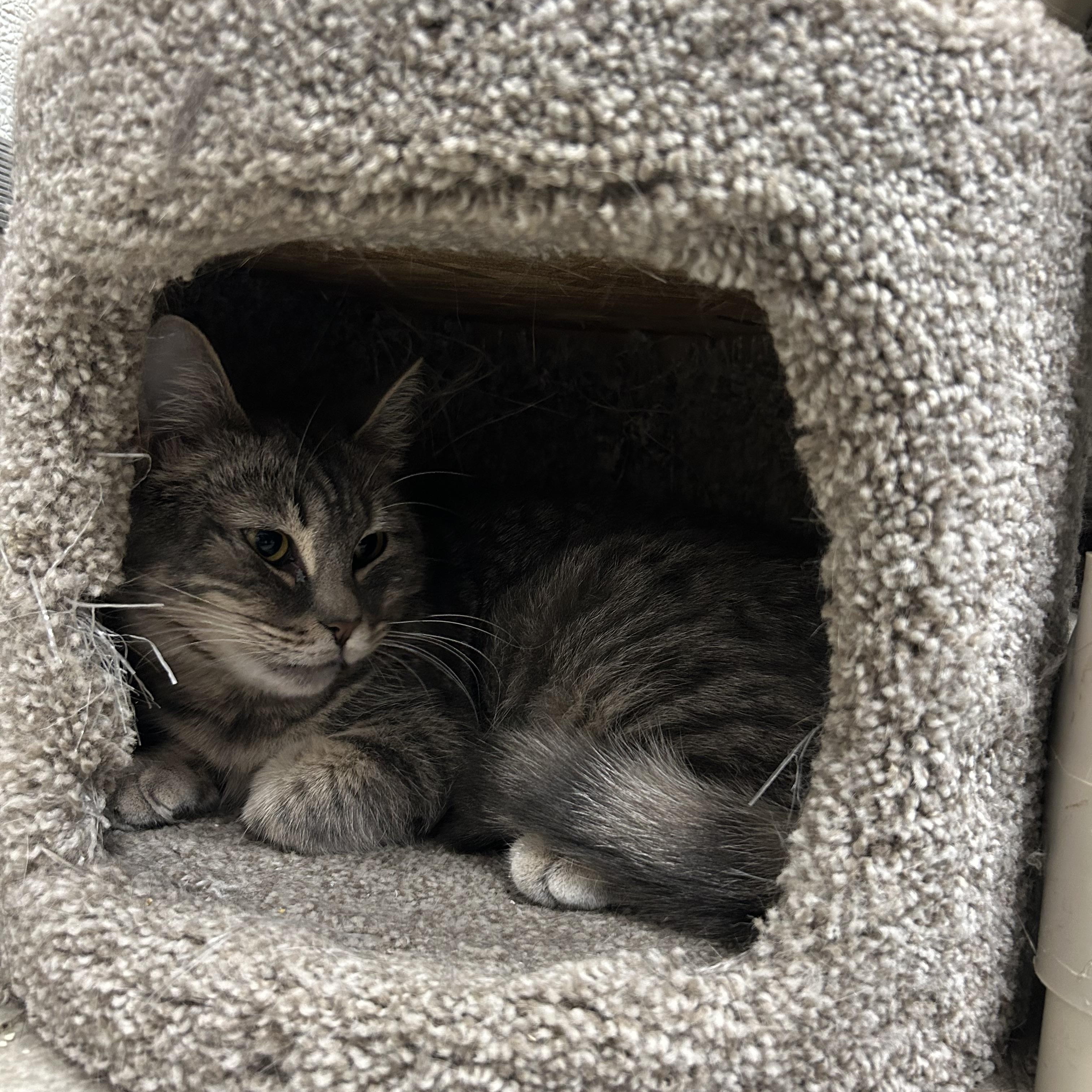 Enlarge Joplin, a Adoptable Tabby in Albany, NY image 5/6