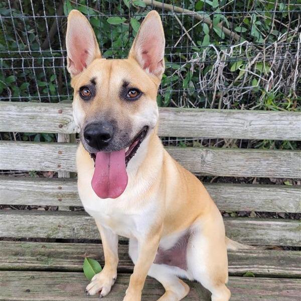 Enlarge Bingo, a Adoptable mixed breed in Long Beach, CA image 1/6