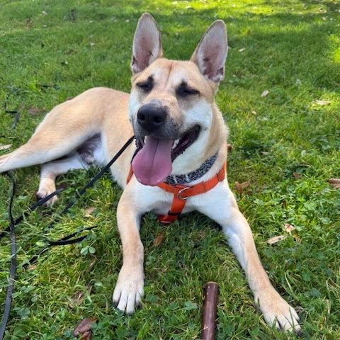 Enlarge Bingo, a Adoptable mixed breed in Long Beach, CA image 3/6