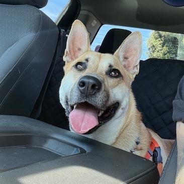 Enlarge Bingo, a Adoptable mixed breed in Long Beach, CA image 5/6