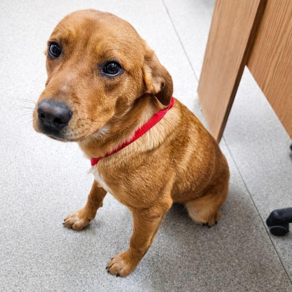 Dozer, ADOPTABLE, Young Male Labrador Retriever & Retriever.