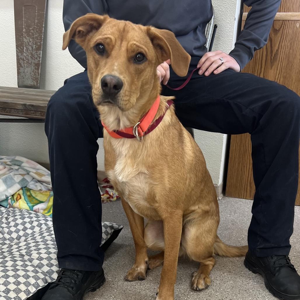 Enlarge Dozer, a ADOPTABLE mixed breed in Fallon, NV image 3/3