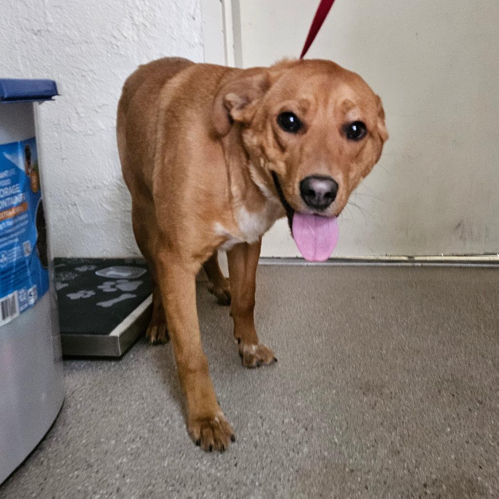 Enlarge Dozer, a ADOPTABLE mixed breed in Fallon, NV image 2/3