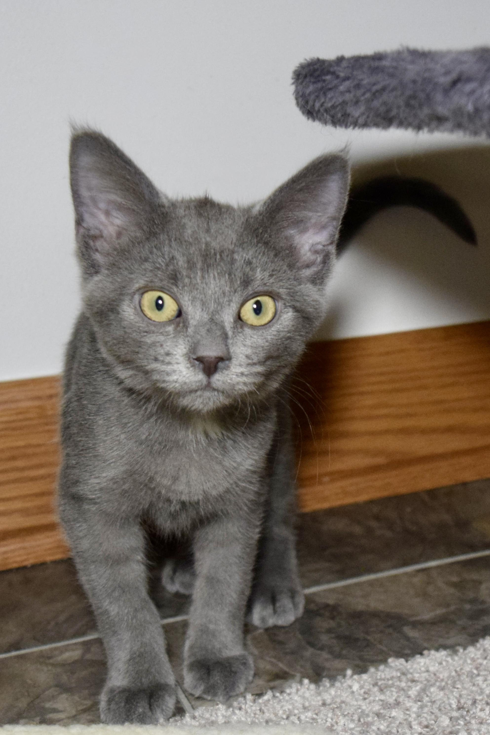 Clancy, adoptable, Kitten Male Domestic Short Hair.