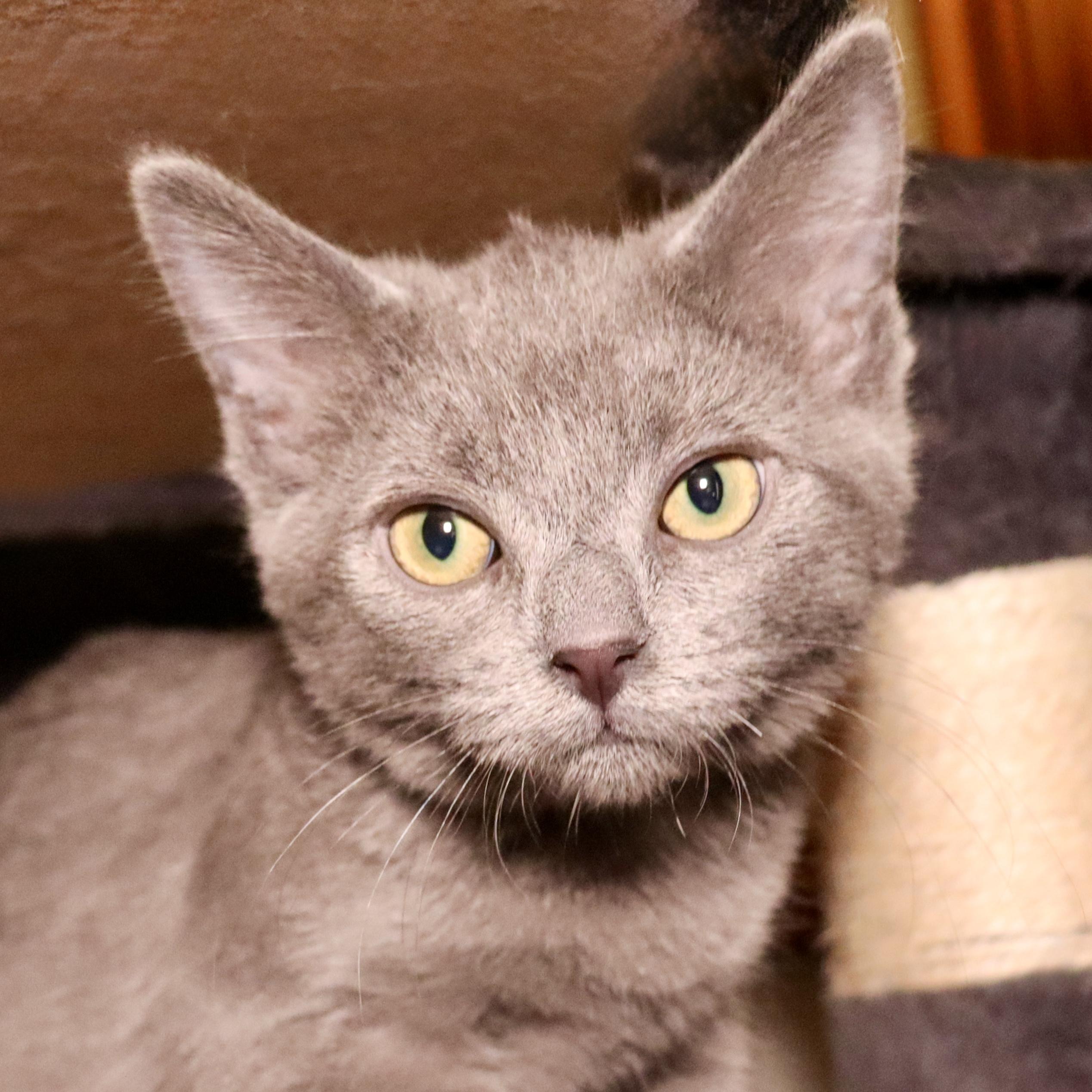 Clancy, an adoptable Domestic Short Hair in Grove City, OH image 2/2