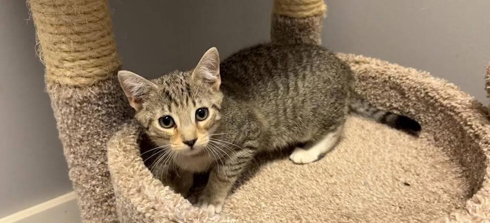 Enlarge Rookie, a Adoptable Domestic Short Hair in Hudson, NH image 1/3