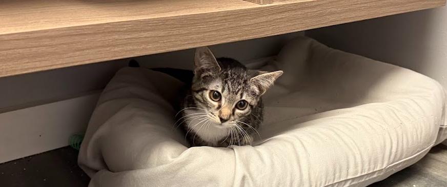 Enlarge Rookie, a Adoptable Domestic Short Hair in Hudson, NH image 2/3