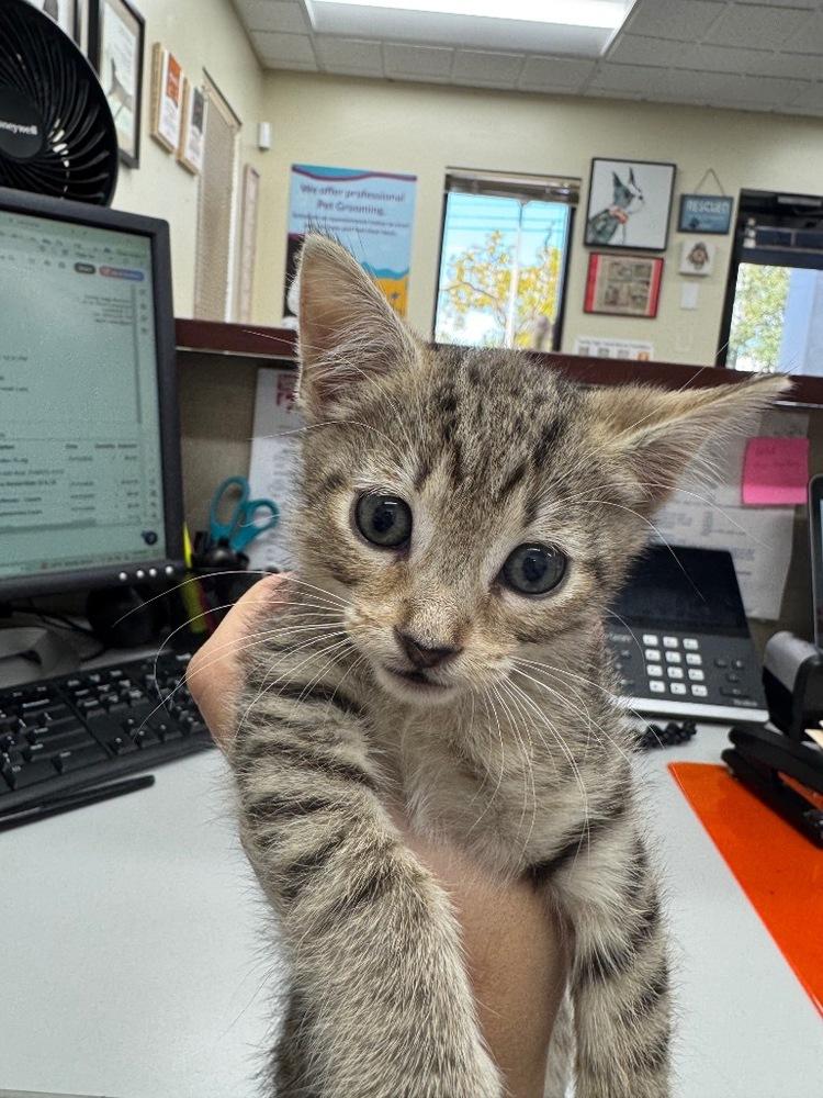 Enlarge Rookie, a Adoptable Domestic Short Hair in Hudson, NH image 3/3