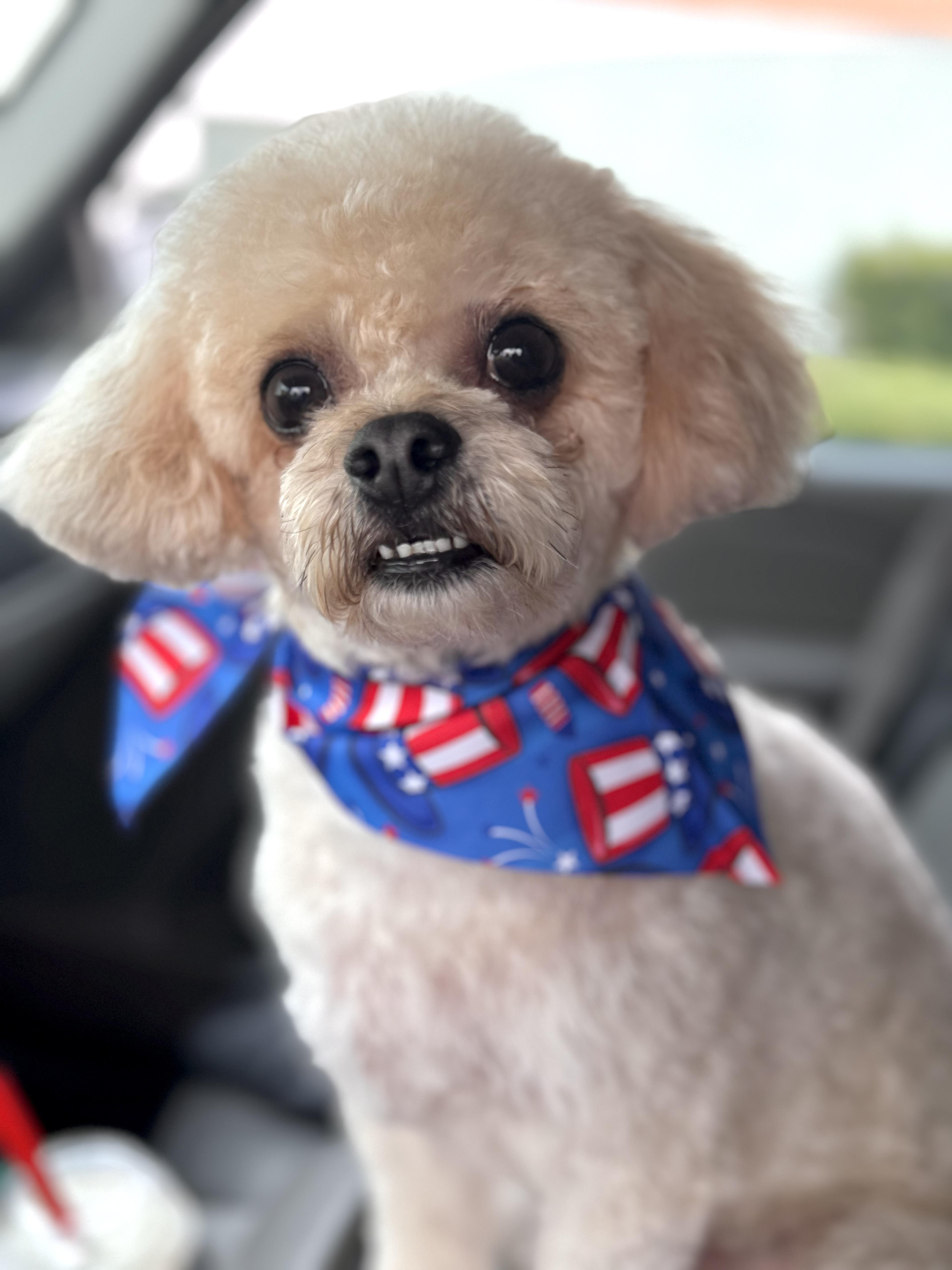 Cici, an adoptable Poodle (Toy), Maltipoo in Eugene, OR, 97402 | Photo Image 3