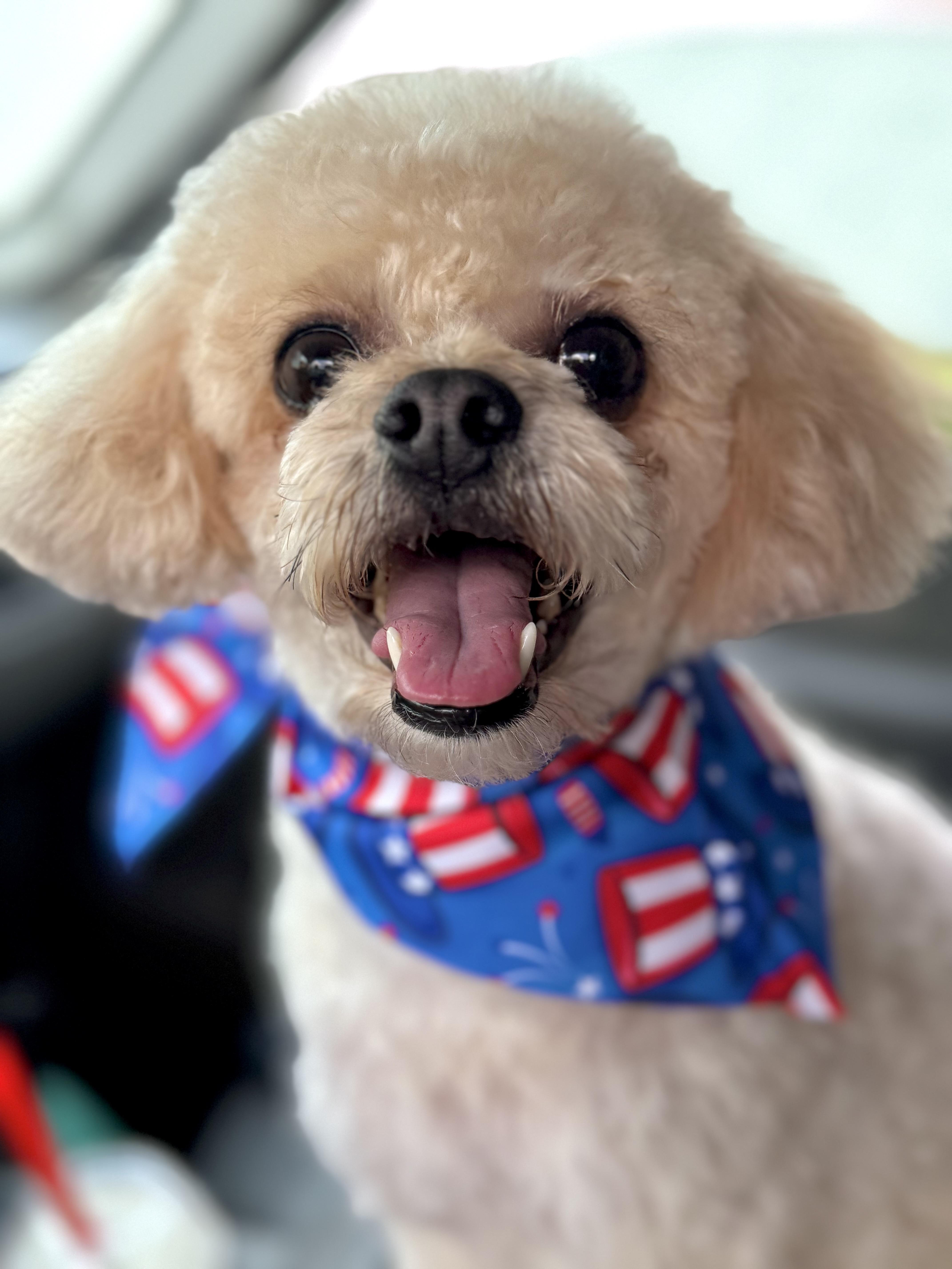 Cici, an adoptable Poodle (Toy), Maltipoo in Eugene, OR, 97402 | Photo Image 2