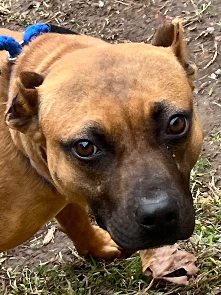 Enlarge 25-699 Noelle, a Adoptable Pit Bull Terrier in Tarboro, NC image 1/2