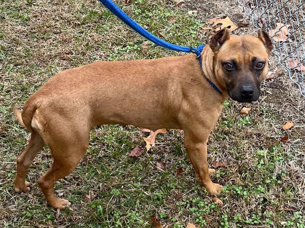 Enlarge 25-699 Noelle, a Adoptable Pit Bull Terrier in Tarboro, NC image 2/2