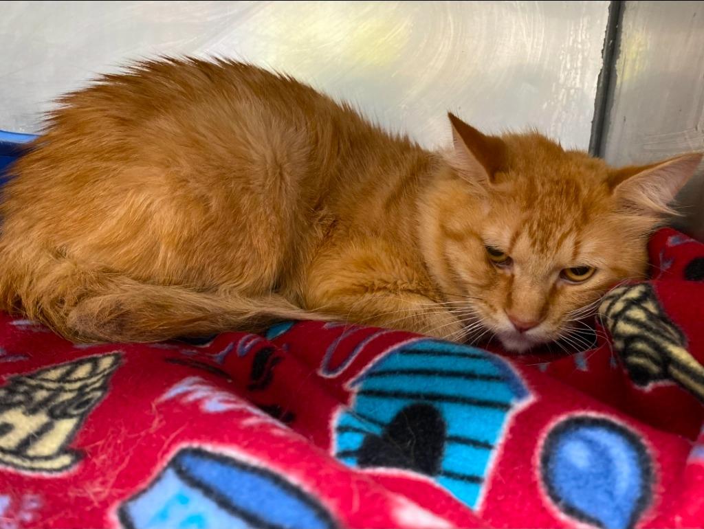 Tigger, a Adoptable mixed breed in Wabash, IN image 1/2