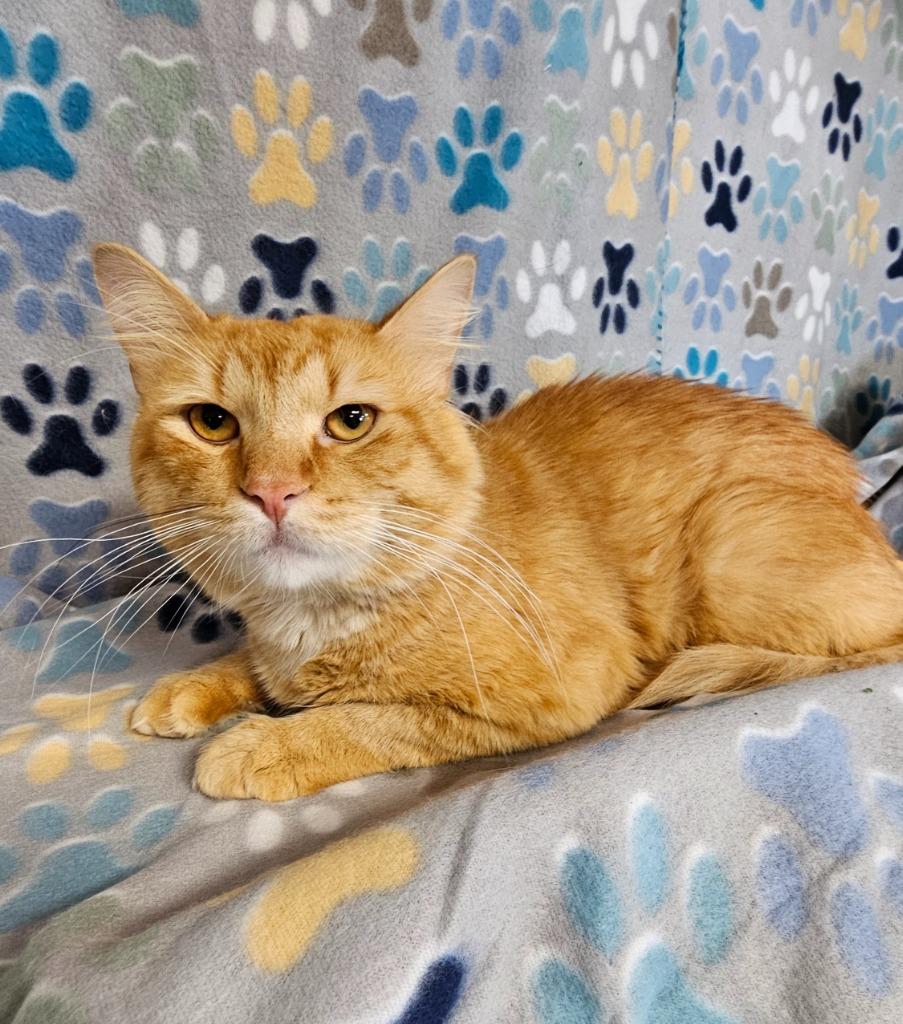 Tigger, a Adoptable mixed breed in Wabash, IN image 2/2