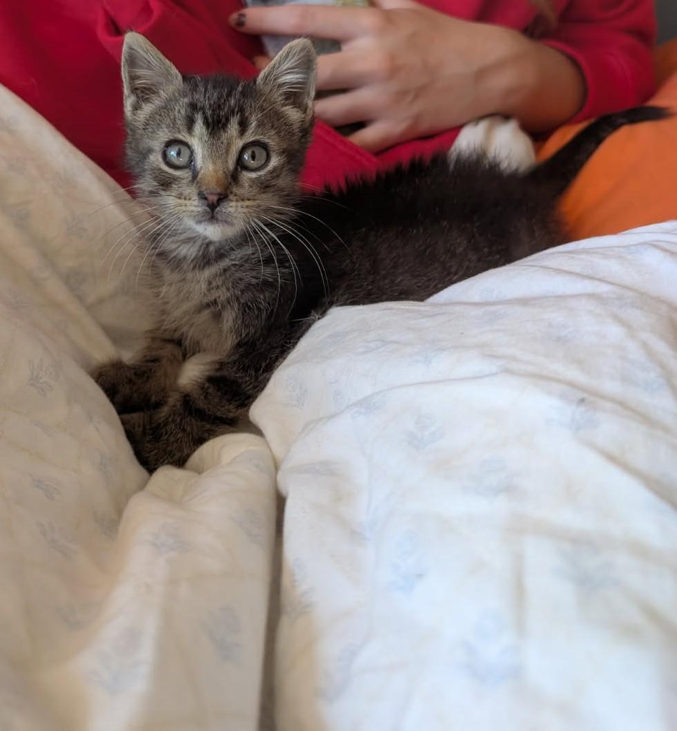 Enlarge Matt, a Adoptable Domestic Short Hair in Cottonwood, MN image 2/3