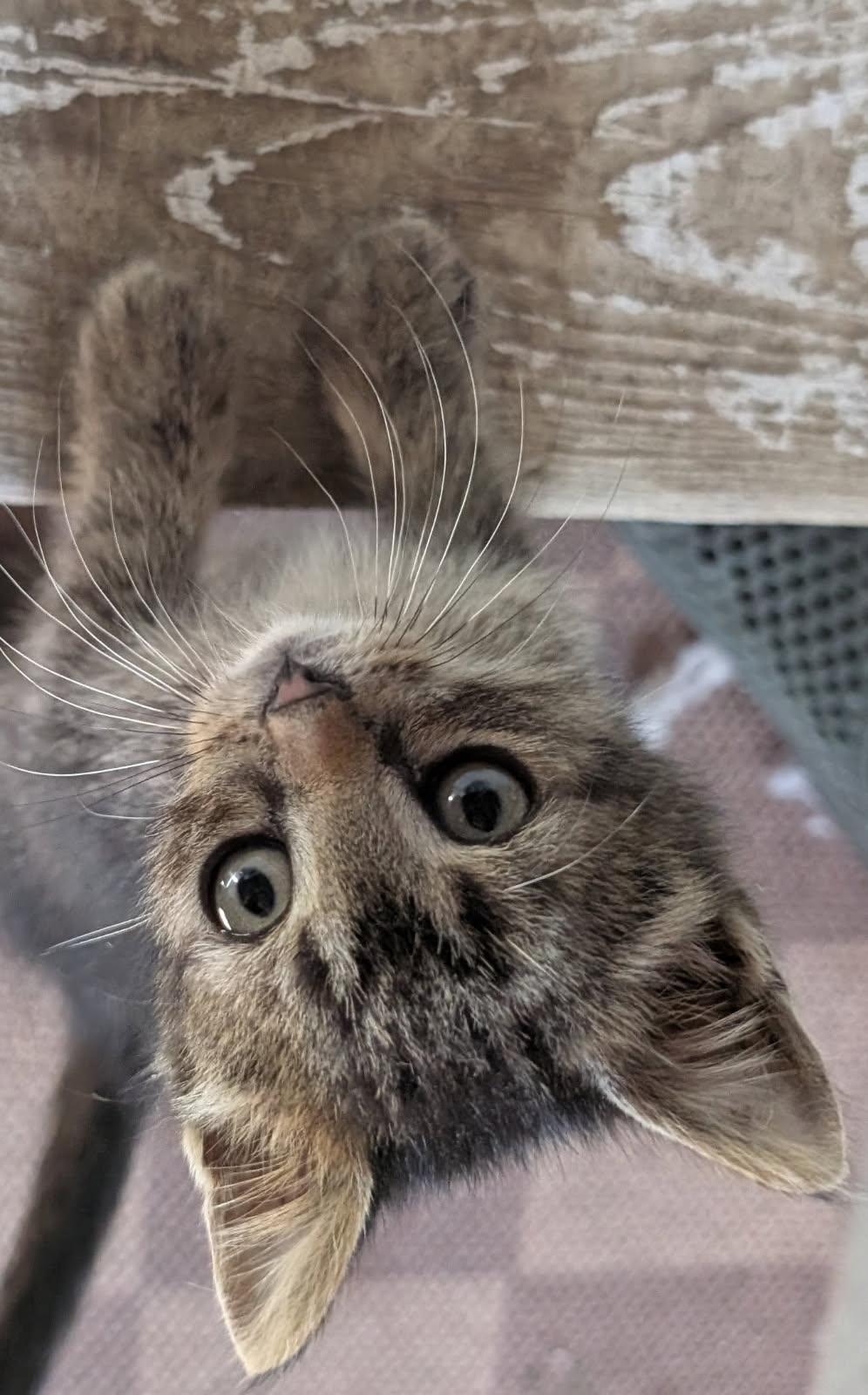 Enlarge Matt, a Adoptable Domestic Short Hair in Cottonwood, MN image 1/3