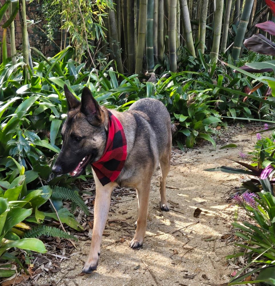 Enlarge Malee - Located in Florida, a Adoptable Belgian Shepherd / Malinois in Imlay City, MI image 1/6