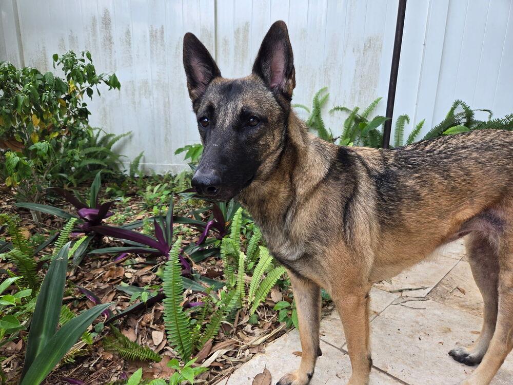 Enlarge Malee - Located in Florida, a Adoptable Belgian Shepherd / Malinois in Imlay City, MI image 2/6