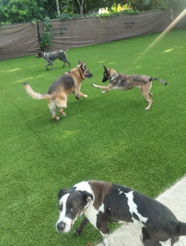 Enlarge Malee - Located in Florida, a Adoptable Belgian Shepherd / Malinois in Imlay City, MI image 3/6