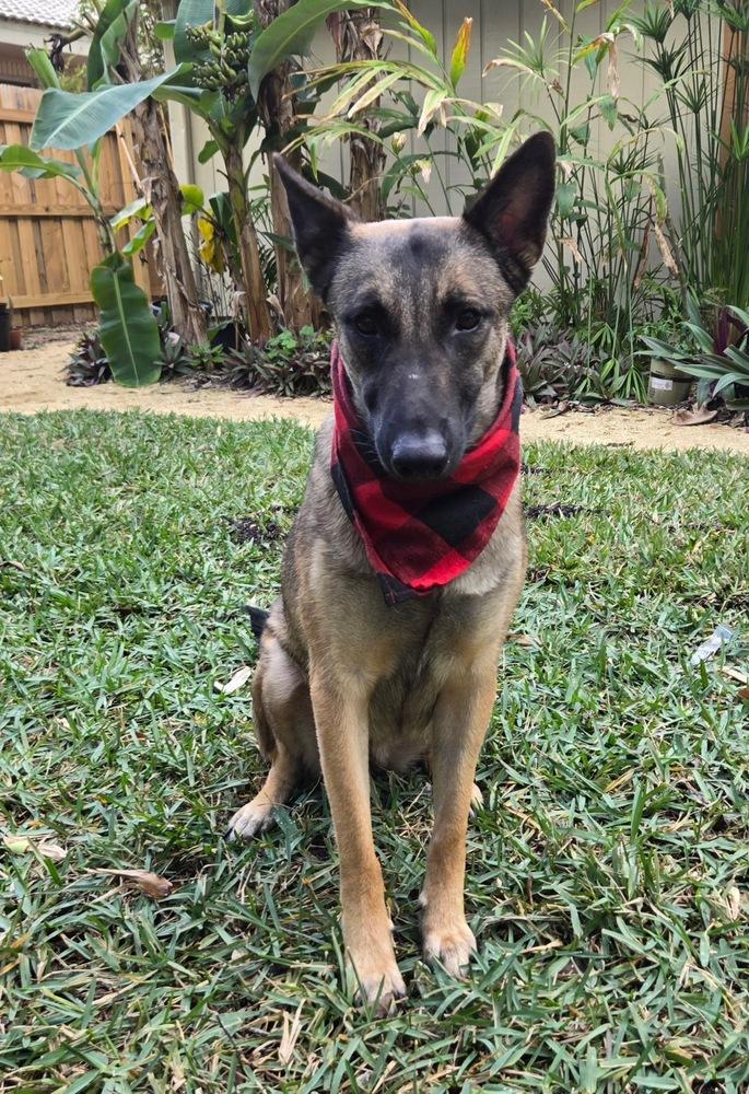 Enlarge Malee - Located in Florida, a Adoptable Belgian Shepherd / Malinois in Imlay City, MI image 4/6
