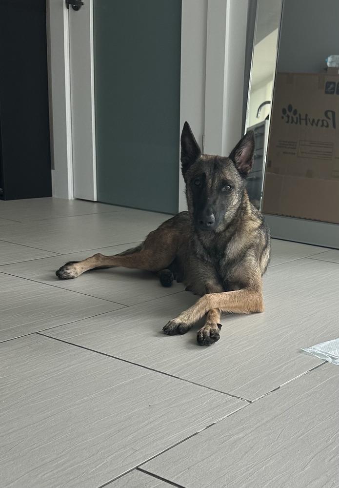 Enlarge Malee - Located in Florida, a Adoptable Belgian Shepherd / Malinois in Imlay City, MI image 5/6