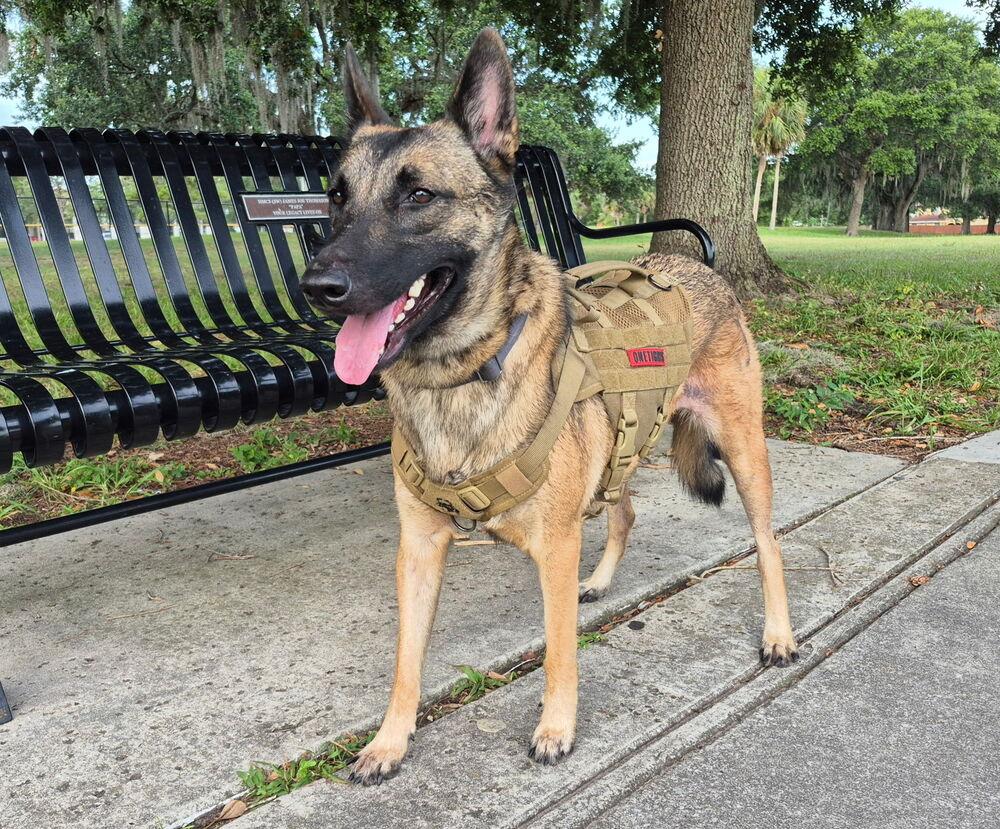 Enlarge Malee - Located in Florida, a Adoptable Belgian Shepherd / Malinois in Imlay City, MI image 6/6