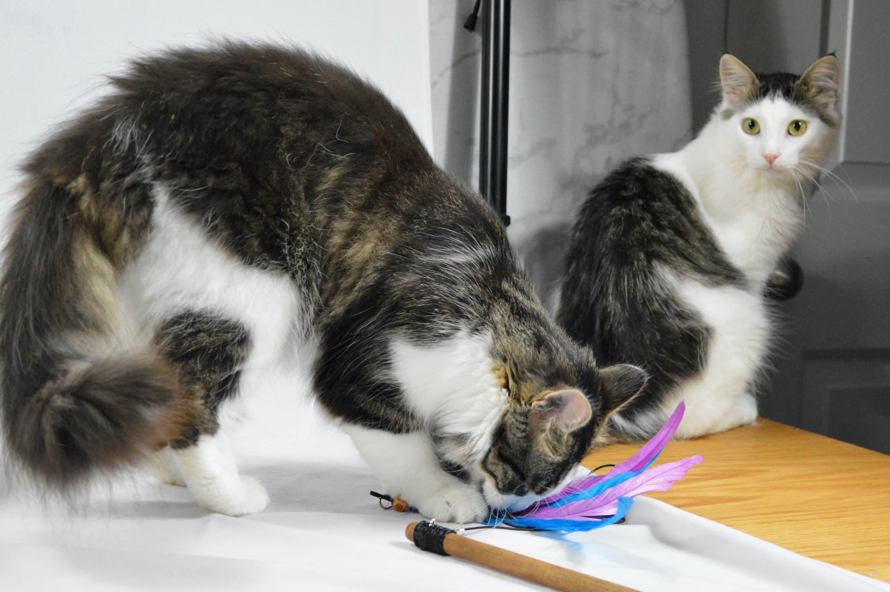 Meadow, Adoptable, Young Female Domestic Long Hair.